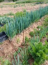 임수백 님의 자유주제·사진전 작성글 사진