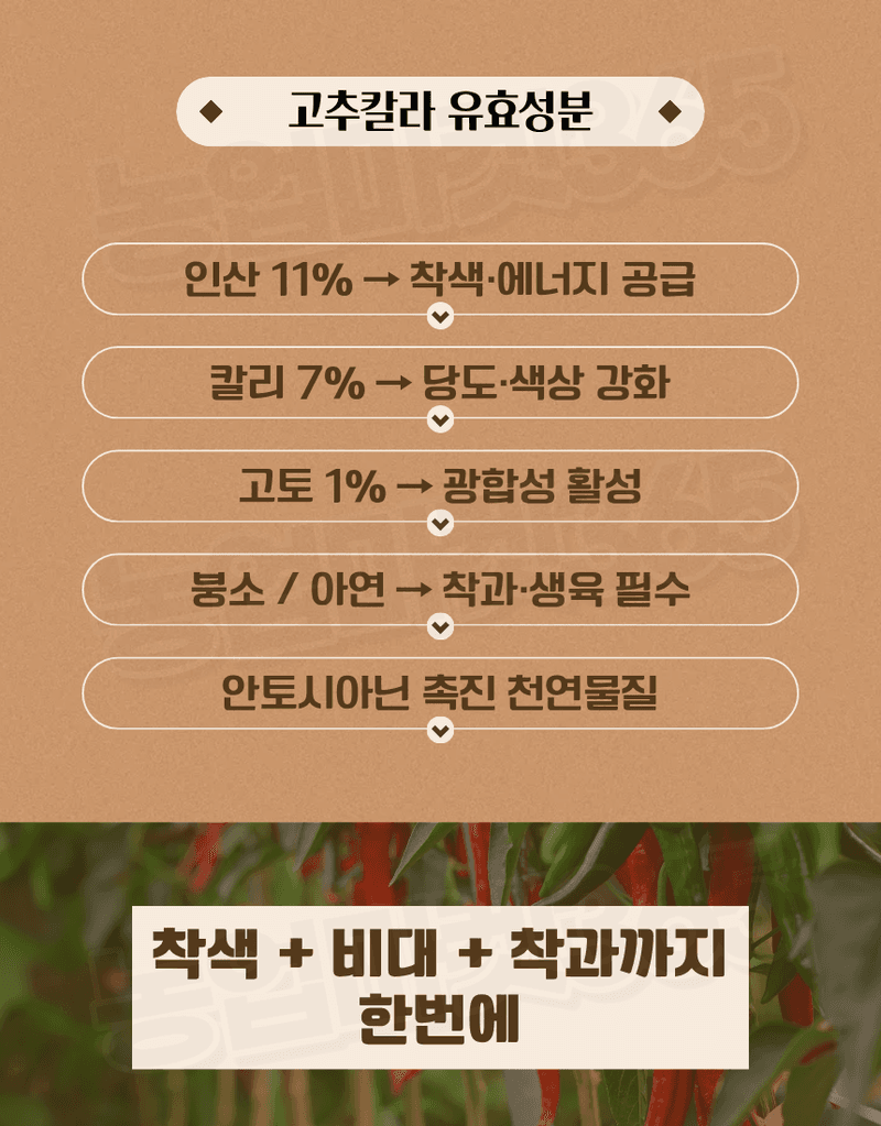 농업마켓365님의 장터 판매 상품 [대유 고추칼라 500ml 고추착색제 비대제 착과촉진제 식물영양제] 첨부 사진