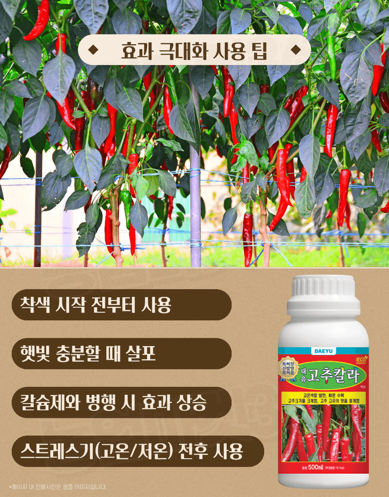 농업마켓365님의 장터 판매 상품 [대유 고추칼라 500ml 고추착색제 비대제 착과촉진제 식물영양제] 첨부 사진