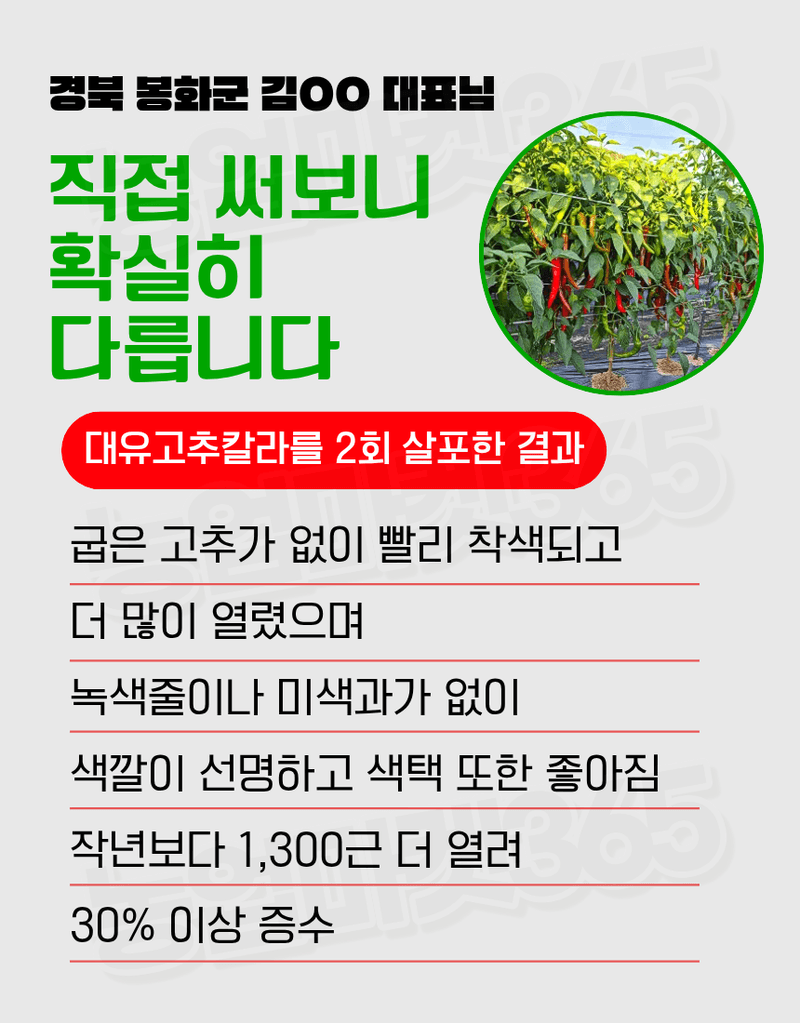 농업마켓365님의 장터 판매 상품 [대유 고추칼라 500ml 고추착색제 비대제 착과촉진제 식물영양제] 첨부 사진