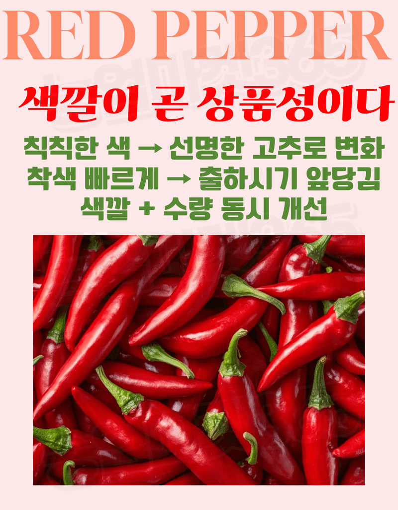 농업마켓365님의 장터 판매 상품 [대유 고추칼라 500ml 고추착색제 비대제 착과촉진제 식물영양제] 첨부 사진