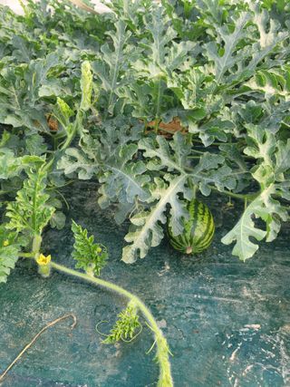 허종범님의 자유주제 · 자유게시판 작성글 사진