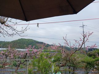 금동이네님의 자유주제 · 자유게시판 작성글 사진