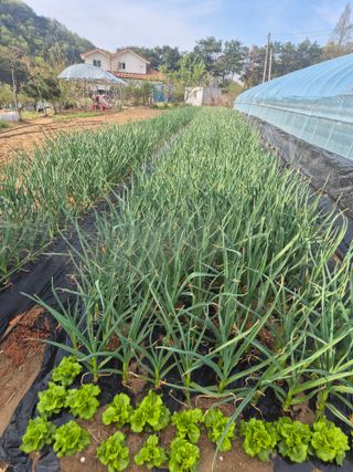 김혜순님의 자유주제 · 자유게시판 작성글 사진