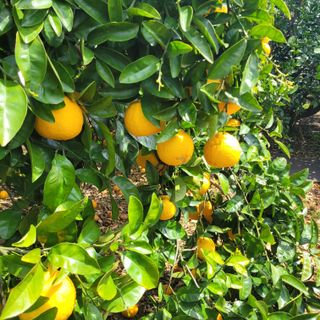 서귀포달코롬감귤농원님의 자유주제 · 자유게시판 작성글 사진