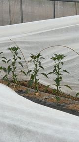 한밭농원님의 자유주제·자유게시판 작성글 사진