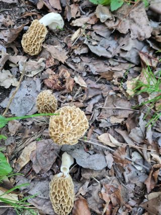 하예산방15926님의 자유주제 · 자유게시판 작성글 사진