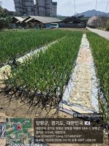 마늘16716님의 자유주제·자유게시판 작성글 사진