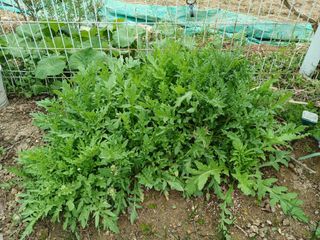 금동이네님의 자유주제 · 자유게시판 작성글 사진