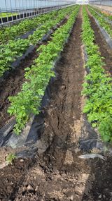 한밭농원님의 자유주제·자유게시판 작성글 사진