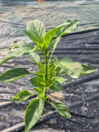 김혜순님의 자유주제 · 자유게시판 작성글 사진