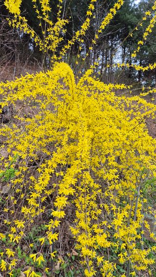 심재연님의 자유주제 · 자유게시판 작성글 사진