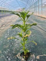 팜모닝 자유주제·자유게시판 게시글 이미지