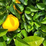 팜모닝 자유주제·자유게시판 게시글 이미지