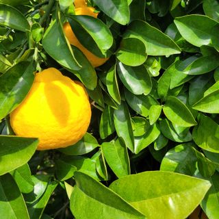 서귀포달코롬감귤농원님의 자유주제 · 자유게시판 작성글 사진