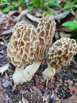 하예산방15926님의 자유주제 · 자유게시판 작성글 사진