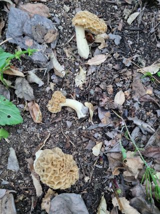 하예산방15926님의 자유주제 · 자유게시판 작성글 사진