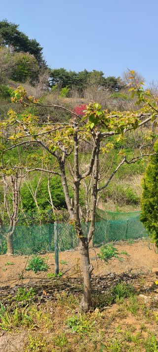 철우(이철우)님의 자유주제 · 자유게시판 작성글 사진