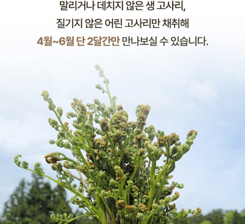 스피드번님의 장터 판매 상품 [생 고사리] 첨부 사진