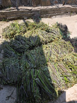 옥그린농장님의 자유주제 · 자유게시판 작성글 사진