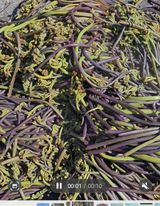 옥그린농장님의 자유주제·자유게시판 작성글 사진