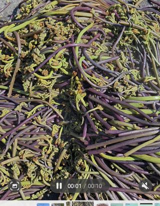 옥그린농장님의 자유주제 · 자유게시판 작성글 사진