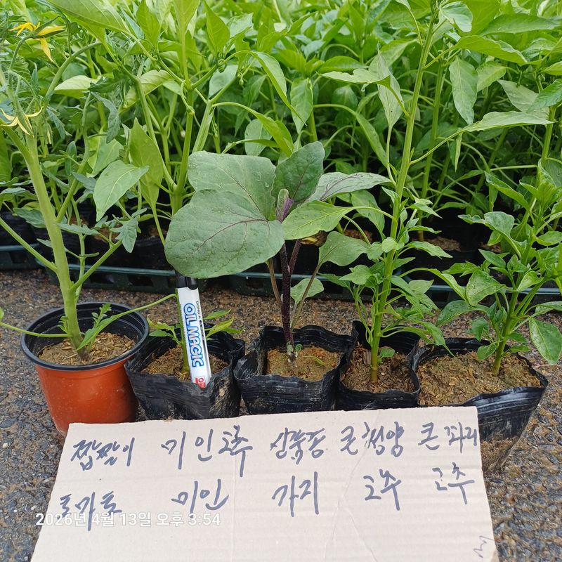 삼성농산님의 장터 판매 상품 [(마감)큰포트 미인고추 잔량판매] 첨부 사진