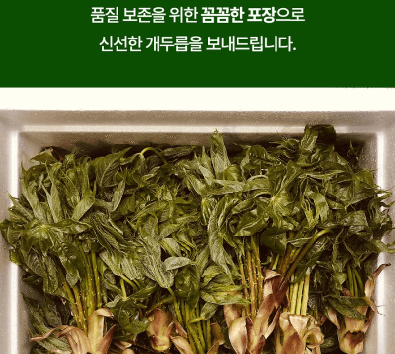 스피드번님의 장터 판매 상품 [개두릅 (엄나무순)] 첨부 사진