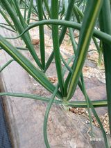 화우농원님의 자유주제·자유게시판 작성글 사진