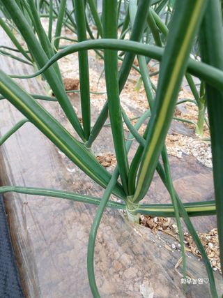 화우농원님의 자유주제 · 자유게시판 작성글 사진