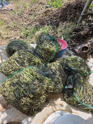 옥그린농장님의 자유주제 · 자유게시판 작성글 사진