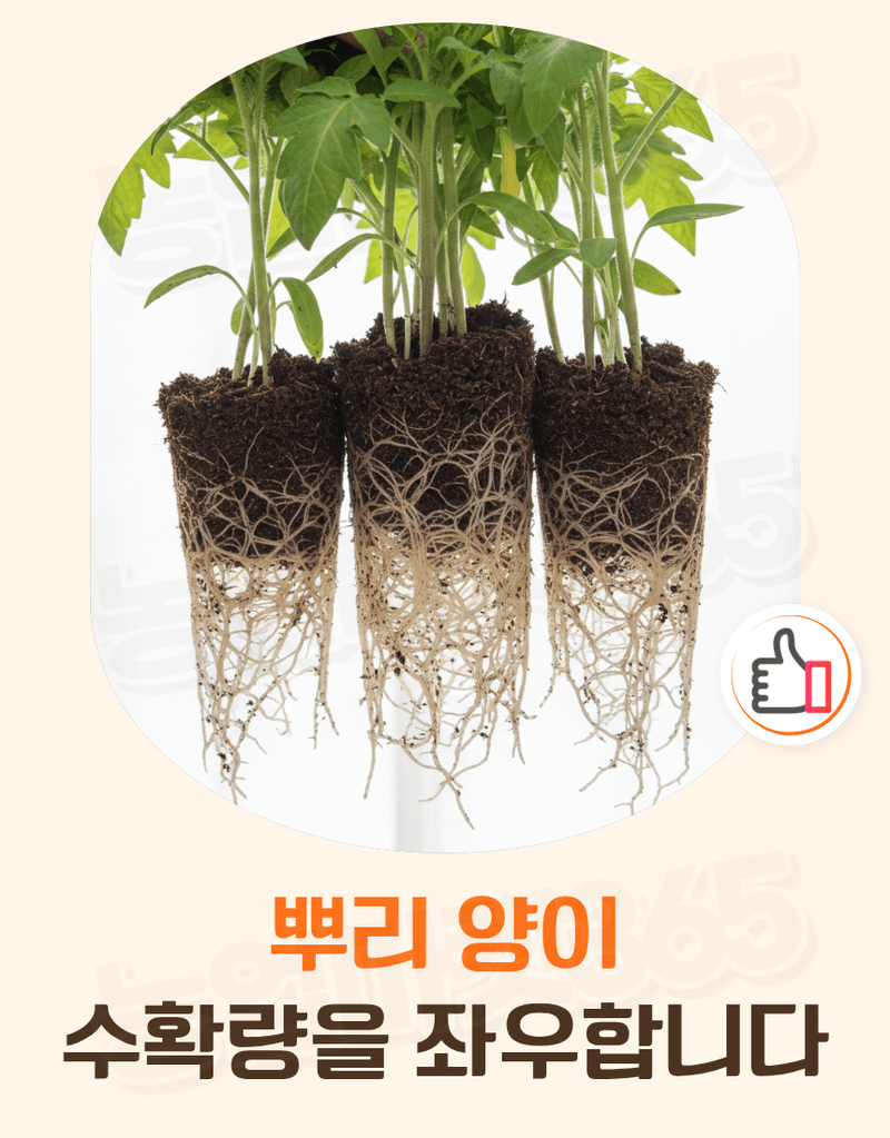 농업마켓365님의 장터 판매 상품 [텃밭애뿌리 1kg 뿌리활착 토양처리제 뿌리발근제 복합비료] 첨부 사진