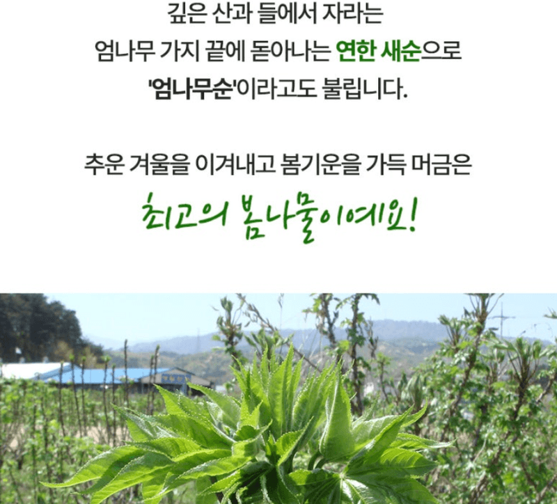 스피드번님의 장터 판매 상품 [개두릅 (엄나무순)] 첨부 사진