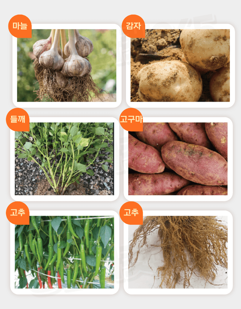 농업마켓365님의 장터 판매 상품 [텃밭애뿌리 1kg 뿌리활착 토양처리제 뿌리발근제 복합비료] 첨부 사진