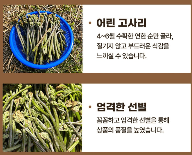 스피드번님의 장터 판매 상품 [생 고사리] 첨부 사진