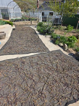 옥그린농장님의 자유주제 · 자유게시판 작성글 사진