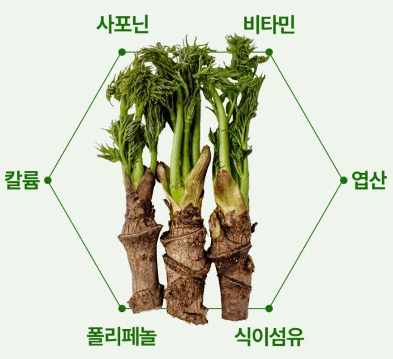 스피드번님의 장터 판매 상품 [개두릅 (엄나무순)] 첨부 사진