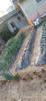 초보퍼머5도2촌준비님의 자유주제·자유게시판 작성글 사진