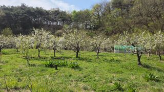 복주농장님의 자유주제 · 자유게시판 작성글 사진