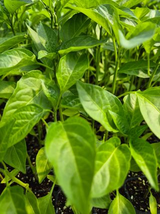 김영진(전남영광)님의 자유주제 · 자유게시판 작성글 사진