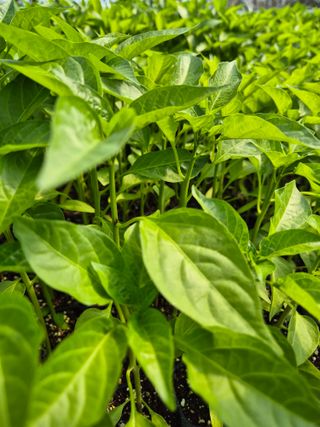 김영진(전남영광)님의 자유주제 · 자유게시판 작성글 사진