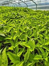 김영진(전남영광)님의 자유주제·자유게시판 작성글 사진