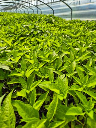 김영진(전남영광)님의 자유주제 · 자유게시판 작성글 사진