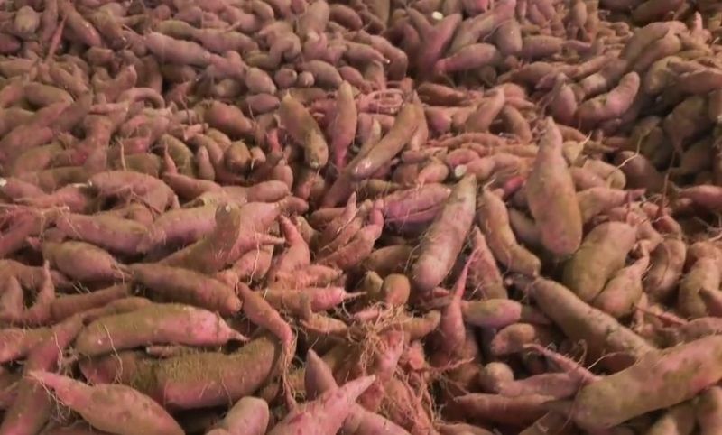 사랑꽃농장님의 장터 판매 상품 [숙성)꿀 고구마 이찌 하루까1kg(맛 1위)] 첨부 사진