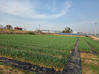 홍산농부님의 마늘·일상 작성글 사진