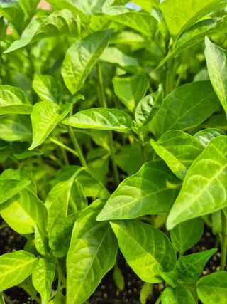 김영진(전남영광)님의 자유주제 · 자유게시판 작성글 사진