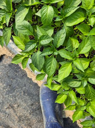 김영진(전남영광)님의 자유주제 · 자유게시판 작성글 사진