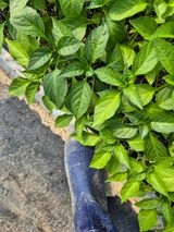 팜모닝 자유주제·자유게시판 게시글 이미지