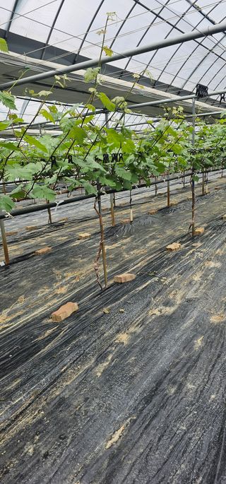 뿌리묘목농원님의 자유주제 · 자유게시판 작성글 사진