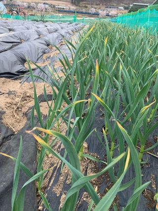 선우갑님의 자유주제 · 자유게시판 작성글 사진